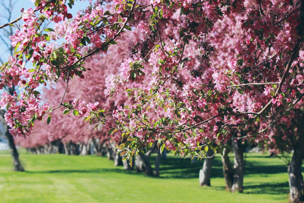primavera
